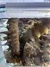 膳氧0添加*淡干海参大连黄渤海自然海区野化生长 500克底播海参95-120只 实拍图