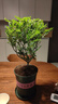 开时果 正宗清香胡椒木盆栽老桩树苗 室内桌面植物苗防驱蚊草小绿植盆景 【6年大苗】清香胡椒木+加仑盆 实拍图
