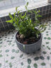 米之缘正宗霍山石斛苗米斛苗鲜条枫斗龙头凤尾九大仙草超铁皮石斛矮胖种子多肉绿植兰花鲜花盆 实拍图
