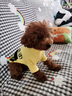 阿莫尔小狗狗衣服春夏薄款网红背包搞笑泰迪猫咪宠物小型犬幼犬夏季服饰 宠团外卖【带背包】 L 建议8-10斤 背长30cm 实拍图