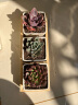 绿荫巷子多肉植物组合套餐肉肉室内植物办公室电脑桌面盆栽好养活小盆栽 【3多肉】瓷盆木格(肉可自选) 实拍图