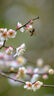 尼康（Nikon）Z 100-400mm f/4.5-5.6 VR S【全国可用消费券】 全画幅 微单 长焦变焦镜头 尼康镜头 实拍图