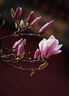 腾龙（Tamron）A047Z 70-300mm F/4.5-6.3 Di III RXD远摄长焦变焦 尼康全画幅微单镜头 Z卡口  实拍图