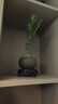 开时果 小叶紫檀盆栽桌面绿植黑骨茶 好养活办公室内花卉植物盆景摆件 舍得紫砂盆+苔藓+底托 实拍图
