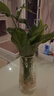 泰西丝水培植物万年青绿植花卉摆件 万年青6株40-50CM不含瓶 源头直发 实拍图