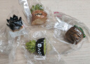 迷你仿真多肉小盆栽摆件树脂工艺品DIY桌面装饰品微景观小摆件 多肉小摆件随机款1个 实拍图