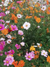 播种心情室外庭院花卉组合种子多年生四季阳台种子花籽孑 多年生美丽花卉组合种子1000粒 实拍图