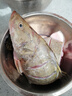 品鲜肴淡水鱼生态翘嘴鱼白鱼/翘嘴鲌大白刁鱼自然捕获鲜活现杀生鲜水产 750g /条（宰杀后三去净重600g） 实拍图