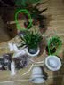 开时果 绿植盆栽桌面水培绿植 办公室植物懒人盆景水养植物源头直发包邮 发财树+富贵竹+文竹+罗汉松 实拍图