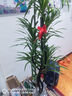 叹为观止 大型盆栽 单杆辫子发财树天堂鸟绿萝散尾葵办公室内开业乔迁礼品 柳叶百合竹1.2-1.4米 含盆 实拍图