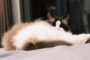 INSTINCT百利猫罐头高蛋白鸡无谷鸡补充营养猫咪幼猫猫粮成猫罐头 高蛋白鸡肉罐头 156g 1罐 实拍图