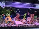 黄金螺除藻螺冷水淡水螺鱼缸观赏螺吃青苔藻类 3-6厘米净水小河蚌2只送1只备损 实拍图