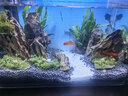 西游水族鱼缸水族箱客厅小型迷你桌面免换水生态造景小金鱼缸热弯超白玻璃 长30*宽18*高20-云影群峰款造景全套 实拍图