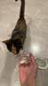 K9 NATURAL新西兰营养k9冻干猫主食高蛋白生骨肉猫粮肉粒发腮 鸡肉羊心320g 实拍图