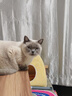 MAG鳌合液体乳钙狗狗猫咪成年老年幼犬猫全阶适用有助健骨补钙片 【缺钙速补 3倍吸收】120ml 实拍图