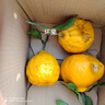 生活＆好管家四川丑橘不知火特大果新鲜水果桔橘子丑柑丑八怪整箱 9-10斤【家庭装】净重8.5斤 果径85mm+【特大果】 实拍图