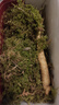 新鲜人参  长白山现挖 东北带土鲜参 人叁煲汤泡水泡酒料 鲜人参10-15g/支 1支 实拍图