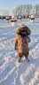 kids.ing可迪星儿童雪地靴冬季男女童中大童棉靴加绒防水保暖棉鞋 米色 26 实拍图