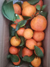京觅 广西金秋砂糖橘2.5-3斤 单果30-35mm精品水果沙糖桔橘子源头直发 实拍图