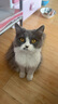 玫斯猫粮（metz）幼猫/成猫猫粮猫全猫粮增肥奶糕英短美短全价美毛 升级款成猫（6.8KG） 实拍图