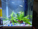 疯狂水草竹节草水草植物净化水质懒人鱼缸造景套餐直接入缸真水草种植环 【赛级精品】阿根廷小九冠 实拍图