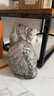 智宙猫咪衣服保暖秋冬季布偶猫背心绒衣宠物小型犬狗狗小猫幼猫防掉毛 高品质兔毛绒-粉色 L (6-9斤内) 实拍图