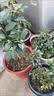 花神纪花叶康通用型花病康正品盆栽植物活性剂喷雾花卉多肉白粉黑 2瓶 实拍图