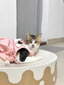 阿莫尔猫咪裙子夏季薄款猫咪衣服可爱粉色南瓜裙布偶蓝猫宠物狗狗公主裙 黄色 L 建议8-10斤  背长30cm 实拍图