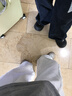 马登箭头德训鞋男春季平底板鞋美式休闲复古阿甘小白鞋网面透气运动鞋 米白色 36 女码-正码正拍 实拍图