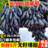 芬岚【顺丰隔日达】新鲜手指葡萄正宗蓝宝石美人无籽黑河北葡萄 净重2斤+防震葡萄袋 老农精选-顺丰配送上门 实拍图