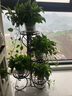 思故轩（SIGUXUAN）落地花架铁艺花盆架多层阳台客厅户外绿萝花架收纳装饰架爬藤花架 H954咖啡色【50*26*81cm】 实拍图