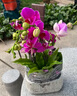 爱优尚栀子花盆栽室内浓香花卉绿植庭院四季开花鲜花源头直发 实拍图