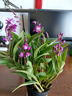 劉閣蘭花香水石斛兰盆栽室内桌面兰花苗 18苗带3支花剑配瓷白色盆源头直发 实拍图