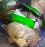 万港北海鱿鱼干货烧烤淡干手撕芥末鱿鱼须干尤鱼批发节日送礼礼品礼物 A5鱿鱼干 250g * 1袋 约30条 实拍图