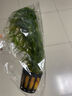 鱼缸造景后景真水草活体生态瓶蜈蚣草缸装饰金鱼藻类植物有茎类 蜈蚣草1杯（约6-8根） 实拍图
