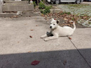 赛狮土狗狗粮通用型幼犬成犬10斤装中华田园犬家狗中大型犬粮40斤 【土狗专用】5斤装尝鲜/奶糕粮 实拍图