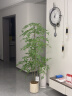 未欧南天竹仿真绿植盆栽高端轻奢室内客厅装饰摆件大型造景落地假花树 180cm 4杆南天竹+米色花pp盆 实拍图