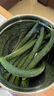 密农人家农家长黄瓜 儿时的味道 绿黄瓜 带刺青瓜 脆嫩爽口 新鲜长黄瓜 5斤长黄瓜 实拍图