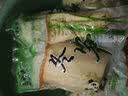 饶情铜钹山冬笋 日期新鲜真空包装半加工蔬菜生制品去壳野笋清水嫩笋 冬笋500g*5袋 【划算装】 实拍图