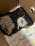 麦德氏羊奶粉猫咪羊奶粉幼猫新生猫咪母猫羊奶粉 BASIC犬猫四合一 30g/盒 实拍图