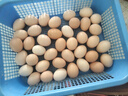 散养土鸡蛋 谷物蛋初生鲜鸡蛋 农家山林谷物喂养笨鸡蛋柴鸡蛋 【吃出蛋奶香】20枚 S级谷物蛋(40g±5g)/枚 实拍图