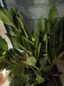 御春阁4年大苗带花苞 多肉植物长寿花盆栽绿巴黎重瓣花苗室内阳台花卉 宫灯长寿花（暂时不带花苞） 实拍图