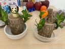 开时果 多肉植物仙人球仙人掌小盆栽桌面植物 肉肉组合办公室内绿植花卉 黄毛掌+万重山+黄金沙营养土 实拍图