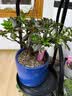 德沃多植物营养液通用免稀释棒棒淝18支园艺绿植水培土培盆栽花肥料生根 实拍图