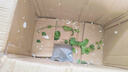 重瓣茉莉花盆栽浓香型南方四季开花带盆驱蚊绿植花卉室内阳台庭院 茉莉4~5棵带花苞发货【送菱形高档陶瓷盆】 实拍图