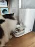 CATLINK自动喂食器猫咪定时定量智能宠物猫粮狗粮不卡冻干投喂器远程控制 喂食器标配版+UF超滤净水机 实拍图