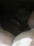 华元宠具（hoopet）猫爬架剑麻桶猫抓板一体大型猫架多功能四季通用猫窝半封闭式 主推款-大沉稳(20斤内-外侧可抓) 实拍图
