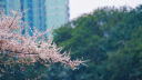 索尼（SONY）增距镜  长焦镜头原装 增倍镜 SEL14TC   SEL20TC SEL20TC 2倍增倍镜 实拍图