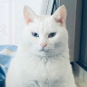 允西膨润土猫砂除臭低尘结团猫咪用品 薰衣草20斤 实拍图
