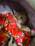 贝初众猫咪衣服保暖小猫衣服狗狗衣服过年冬天德文布偶猫蛇年宠物衣服 东北大花棉袄 XL 建议15-18斤 实拍图